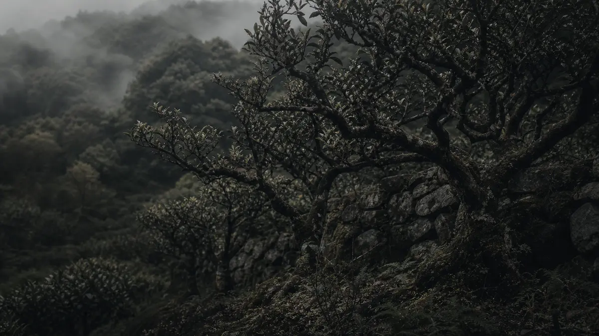 Dark atmospheric editorial tea photograph, ancient gnarled wild tea bushes growing on a misty Korean mountainside, dense