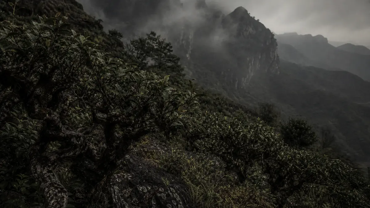 dark atmospheric editorial photograph of a misty mountainous tea garden landscape with ancient tea bushes on steep rocky