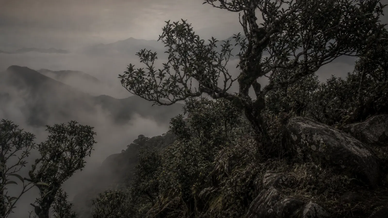 Ancient tea trees scattered among mossy rocks on a misty Phoenix Mountain slope in Guangdong, China
