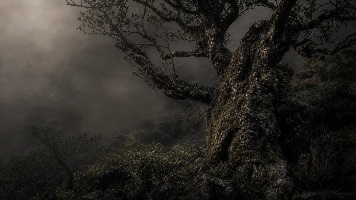 dark atmospheric editorial tea photograph, an ancient gnarled tea tree with twisted moss-covered trunk and sparse weathe