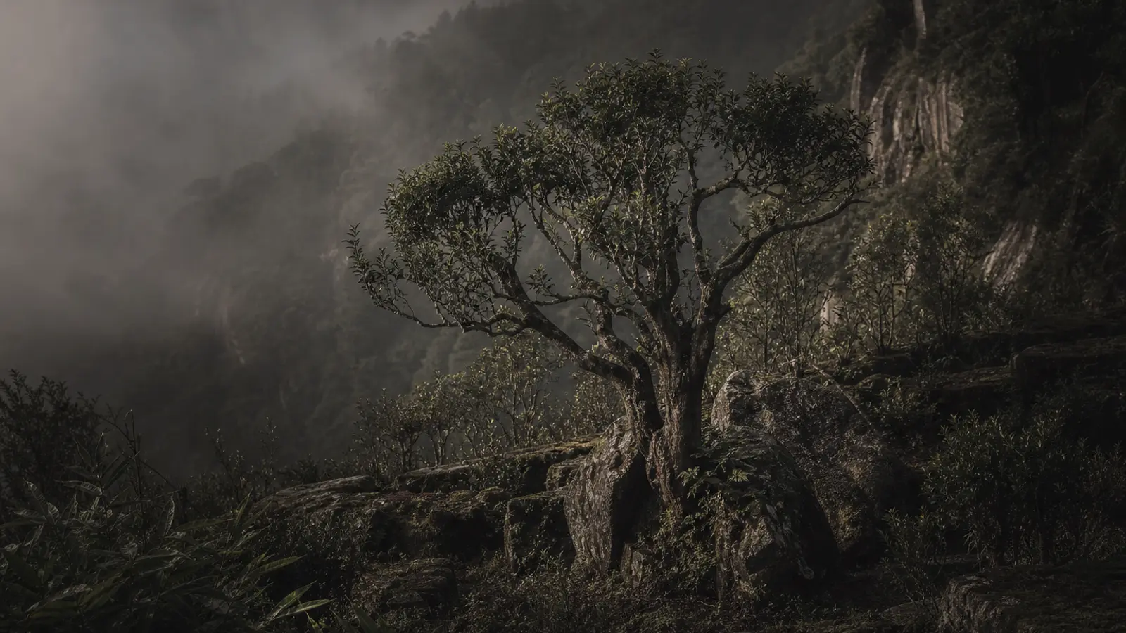 Ancient tea trees scattered among granite rocks on a steep, mist-shrouded slope of Phoenix Mountain amid lush subtropical growth